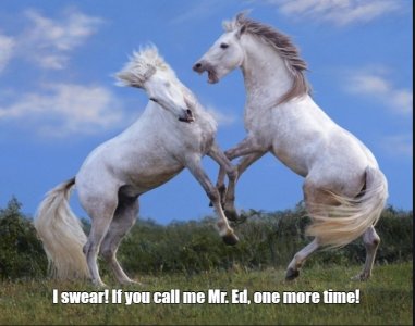 mr ed.jpg