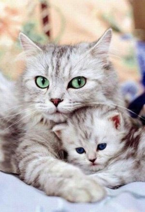 cat hugs bl.jpg
