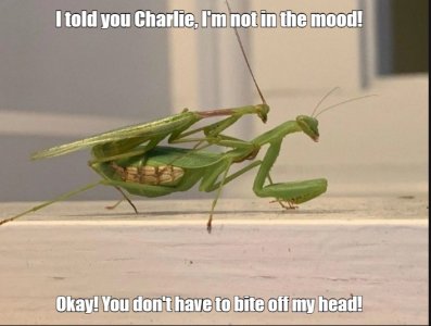 mantis.jpg