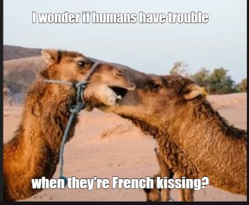 camels.jpg