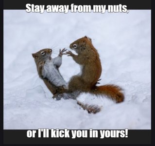 squirrels1.jpg