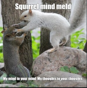 squirrels2.jpg