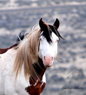 shaman_cheval_chevaux.jpg