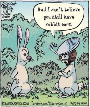 rabbit3.jpg