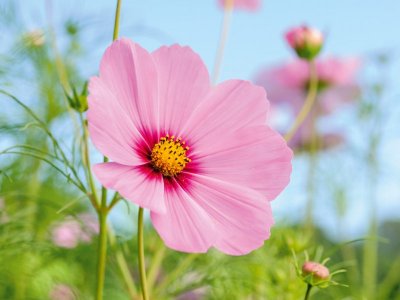 JI230816Cosmos220-6d9254f-edited-scaled.jpg