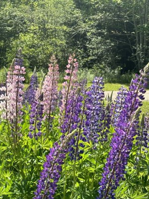 IMG_0096.jpeg