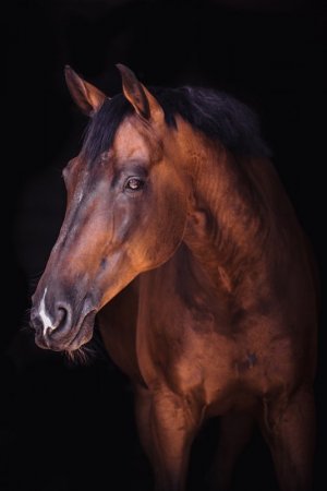 brown horse-4044547_1280.jpg
