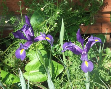 iris.jpg