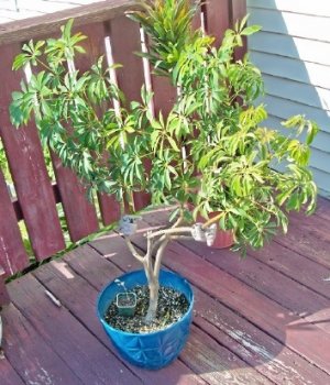 plant.jpg