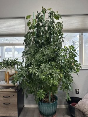 schefflera.jpg