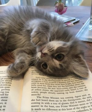cat book 12.jpg