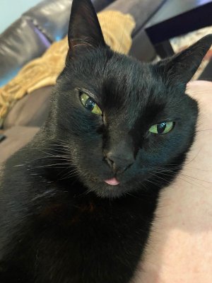Bugsy Tongue.jpg