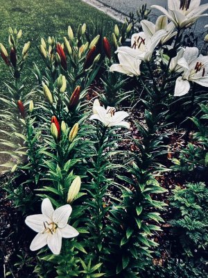 IMG_0976.jpeg