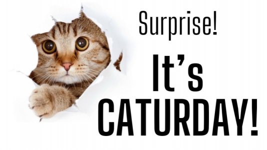 caturday.jpg