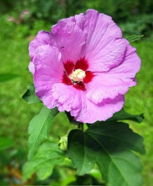 IMG_0525.jpeg