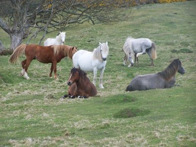 WelshMountain_Ponies.jpg