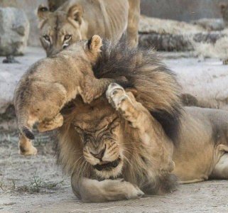 funny-animals-343-27.jpg
