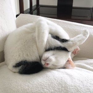 funny-cat-342-01.jpg