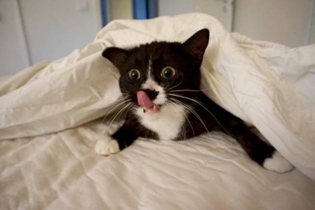 funny-cat-340-01.jpg