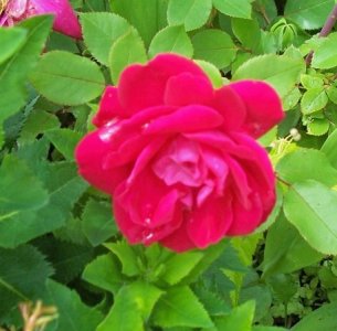 rose June 15 2025.jpg