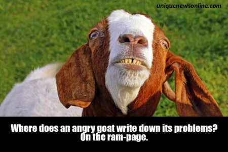 goat.jpg