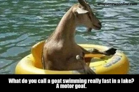 goat3.jpg