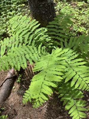 IMG_9286.jpeg