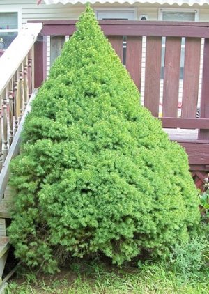 spruce1.jpg