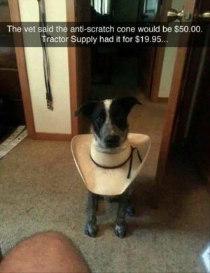 animal.jpg