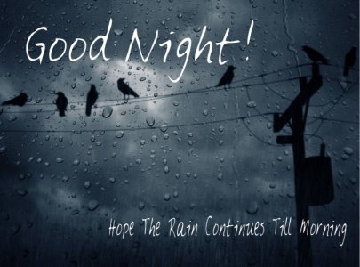 Good Night Birds Rain.jpg