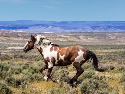 Picasso_horse.jpg
