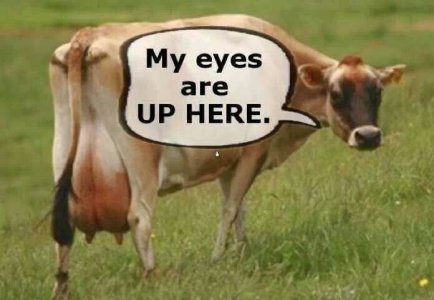 A cow joke.jpg
