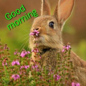 goodmorning.3.jpg