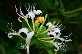 honeysuckle.jpg