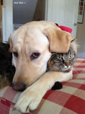 dog.jpg