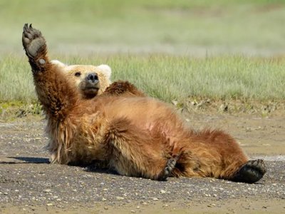 bear waving.jpg