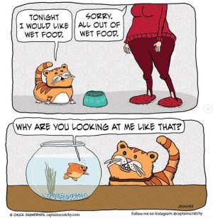 a cat joke fish.jpg