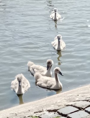 cygnets1c.jpg
