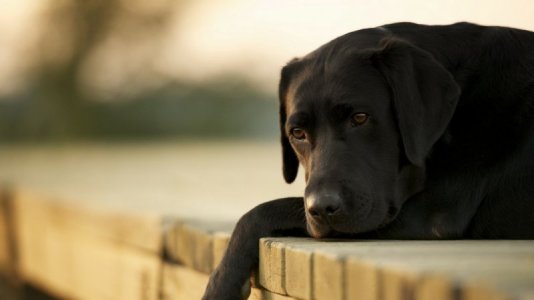 197953-2560x1440-desktop-hd-dog-background-photo.jpg