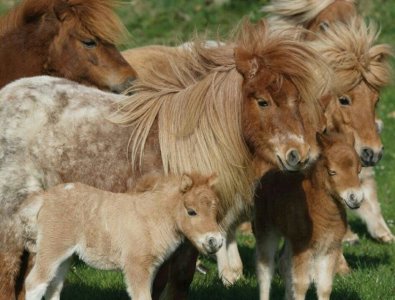 shetland6.jpg
