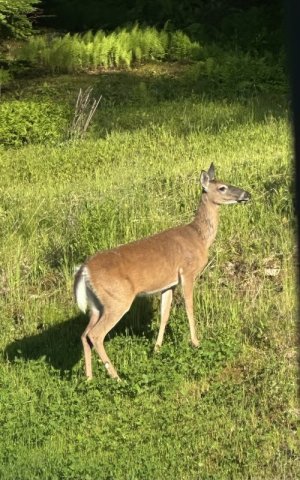 IMG_9357.jpeg