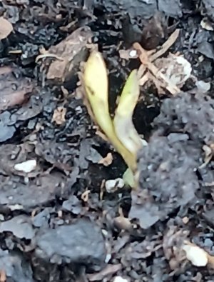 First Sprout.jpg