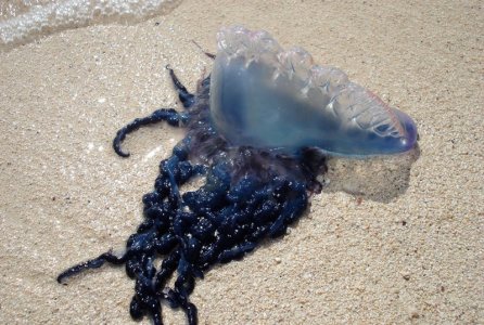portuguese man o war.jpg