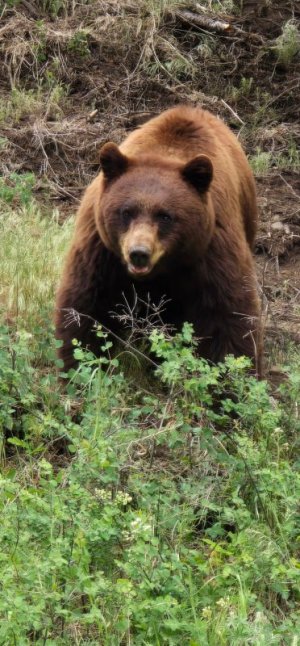 YSgrizzly6202025.jpeg