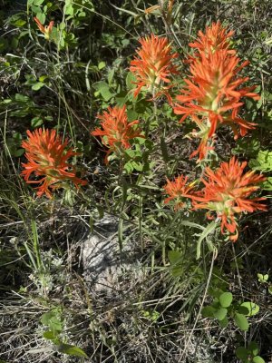 IndianPaintbrushcloseup6192025edit.jpg