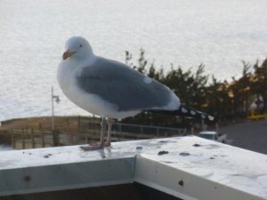 AB bird (800x600).jpg AB bird (800x600).jpg