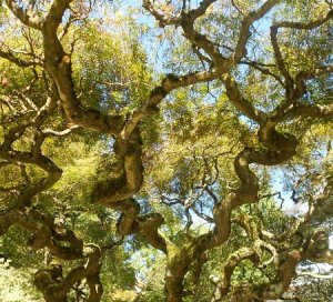 corkscrewwillow3.jpg