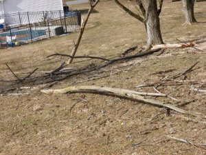 wind damage (800x600).jpg