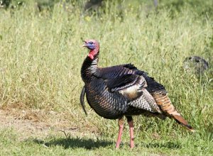 TurkeyInTheBrushField.jpg.838x0_q80.jpg