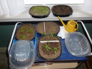 plants 001 (800x600).jpg